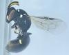 Hylaeus sp.